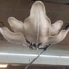 Pair of Extra Large Chandeliers
