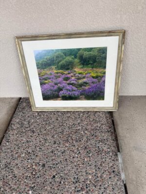 Lupine, Oaks, and Mist Gavrilis Print Lupine, Oaks, and Mist Gavrilis Print