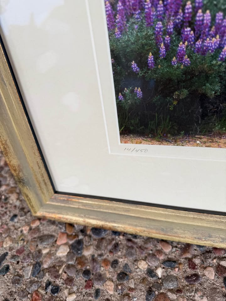 Lupine, Oaks, and Mist Gavrilis Print