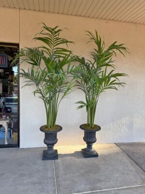 Pair of Indoor Palm Trees