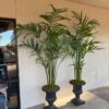Pair of Indoor Palm Trees