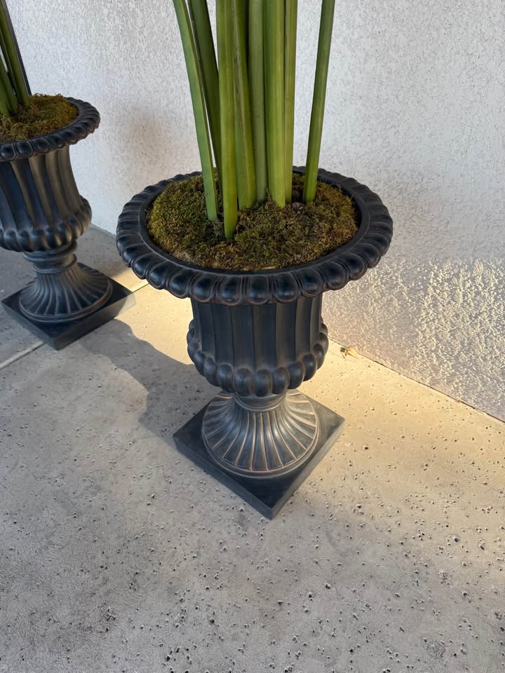 Pair of Indoor Palm Trees